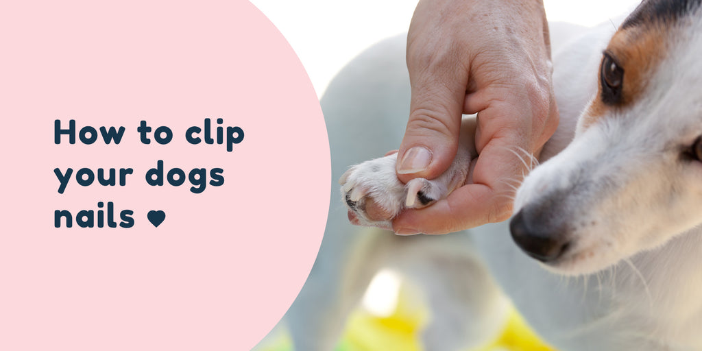 Cheap dog clearance nail clipping