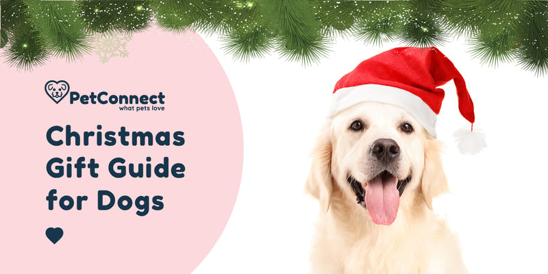 Christmas Gift Guide for Dogs 2021