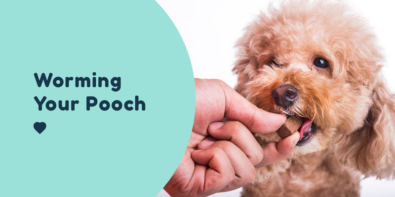 pet connect dog worming puppy dog worming blog 