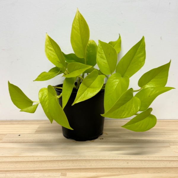 pothos nz Neon Pothos Epipremnum House Plant
