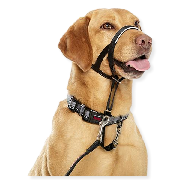 Collar head hot sale