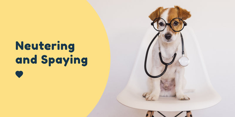 neutering and spaying pros and cons blog