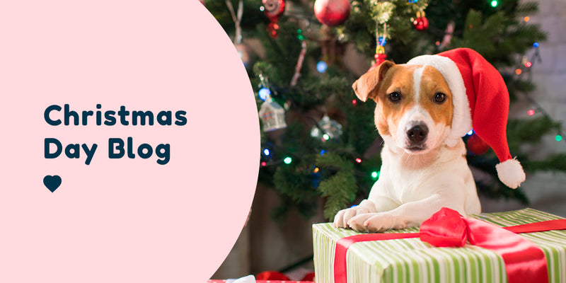 Pet Connect Christmas day dog blog