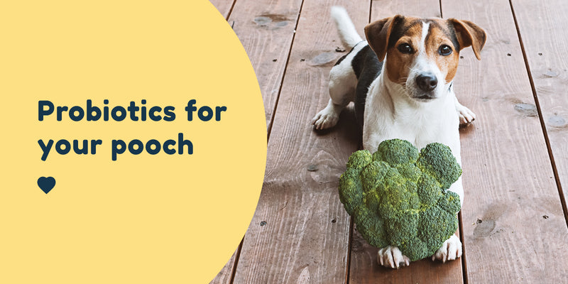 probiotics for your dog