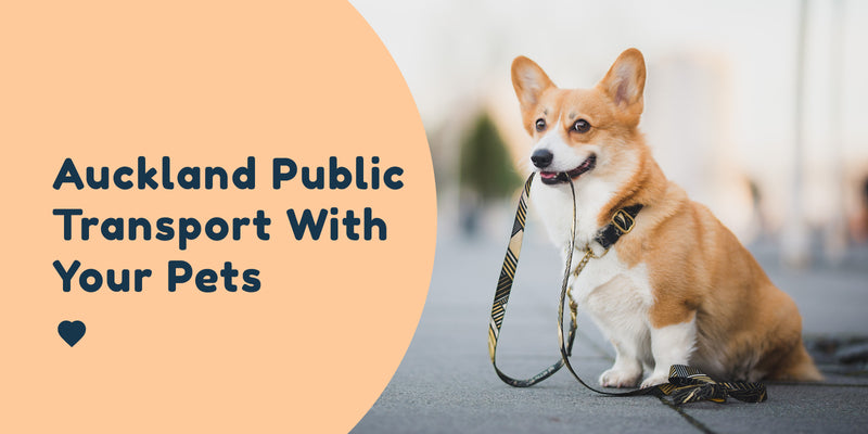 Auckland Public Transport With your Pets 