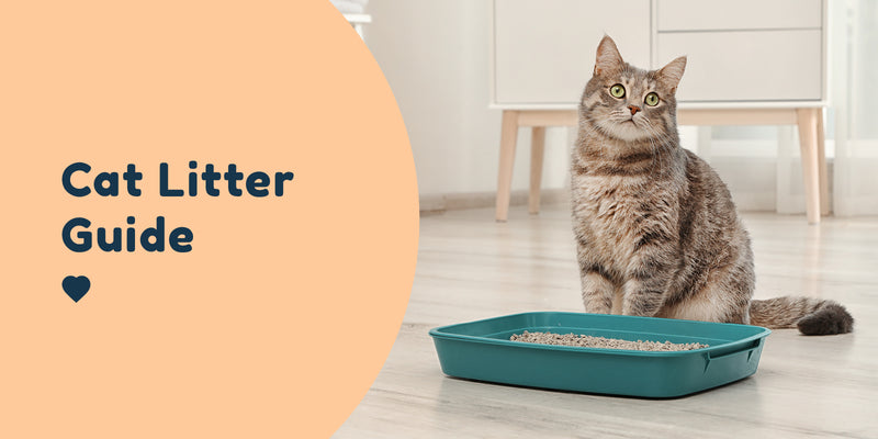 The Ultimate Cat Litter Guide Pet Connect NZ