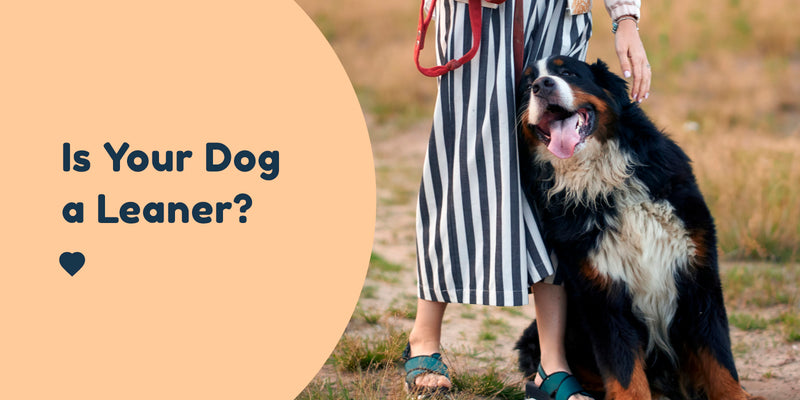 Is your dog a leaner Blog Pet onnect NZ