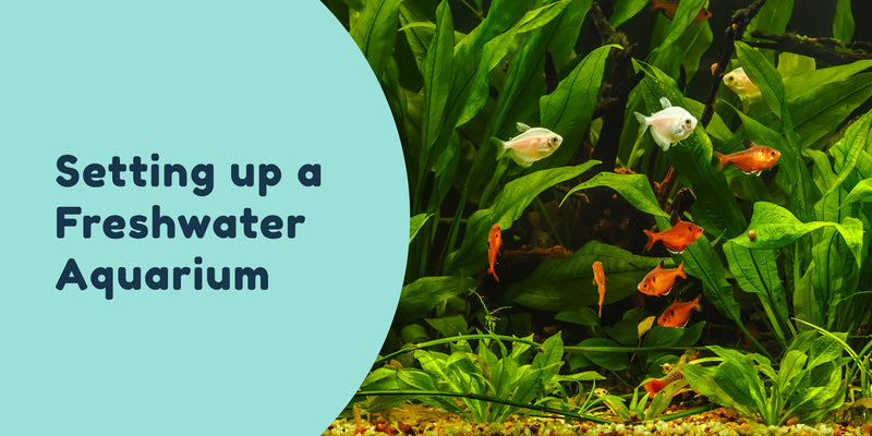 The Ultimate guide to setting up a freshwater aquarium