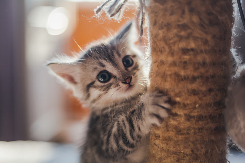 The Ultimate Guide to Kitten Ownership