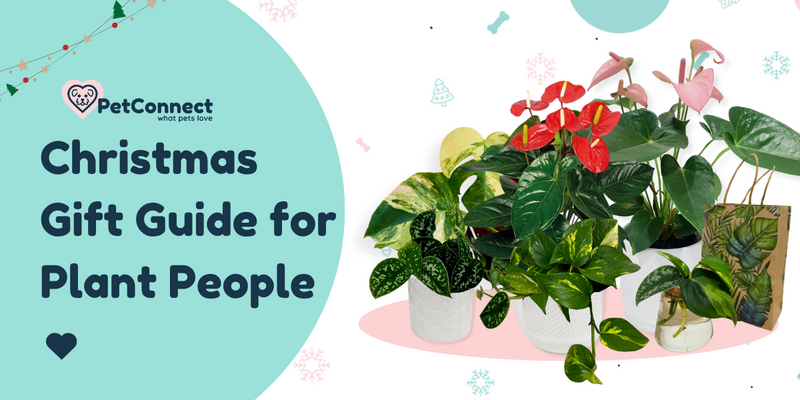 Christmas Gift Guide for Plant People Waiheke Island