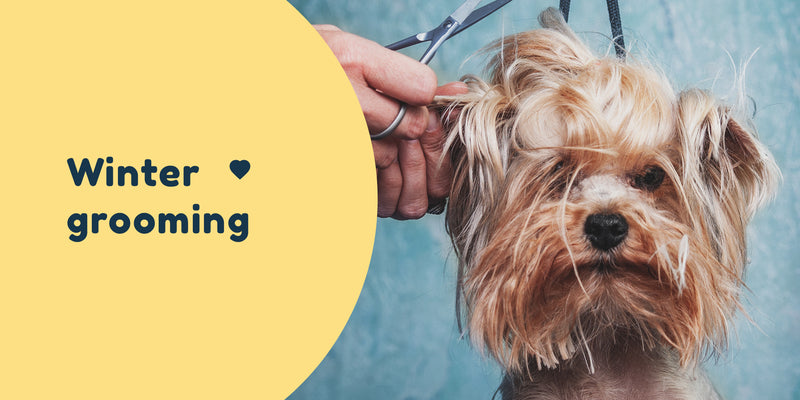 Grooming your pooch this winter