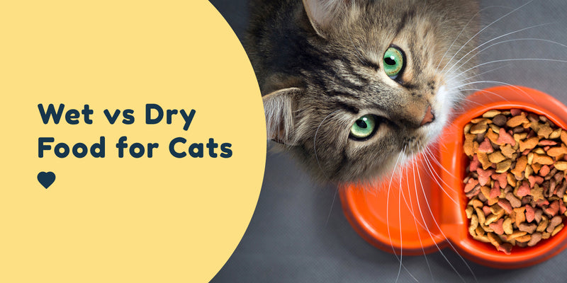 Wet vs Dry Food for Cats