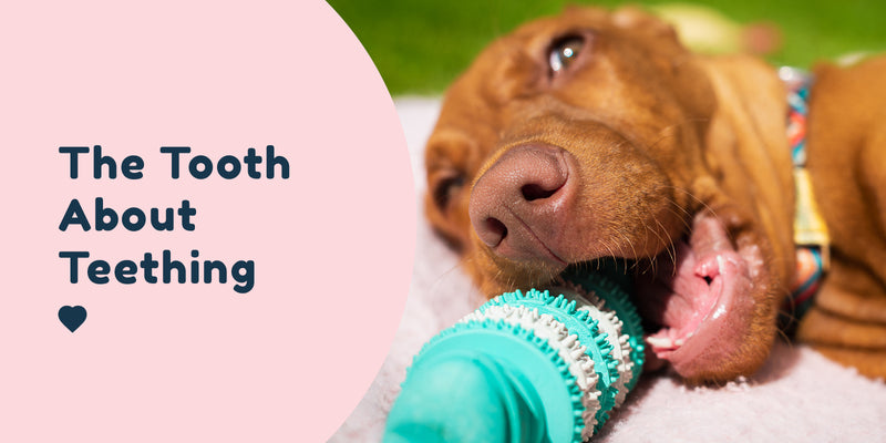 The Truth about puppy teething pet connect nz pet store