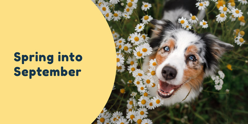 Spring into September Pet Connect