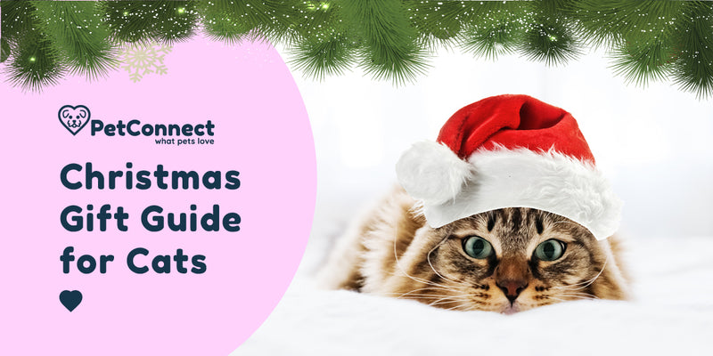 Pet connect Christmas gift guide for cats