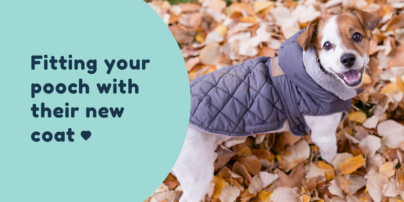 Fitting your pooch with their new coat