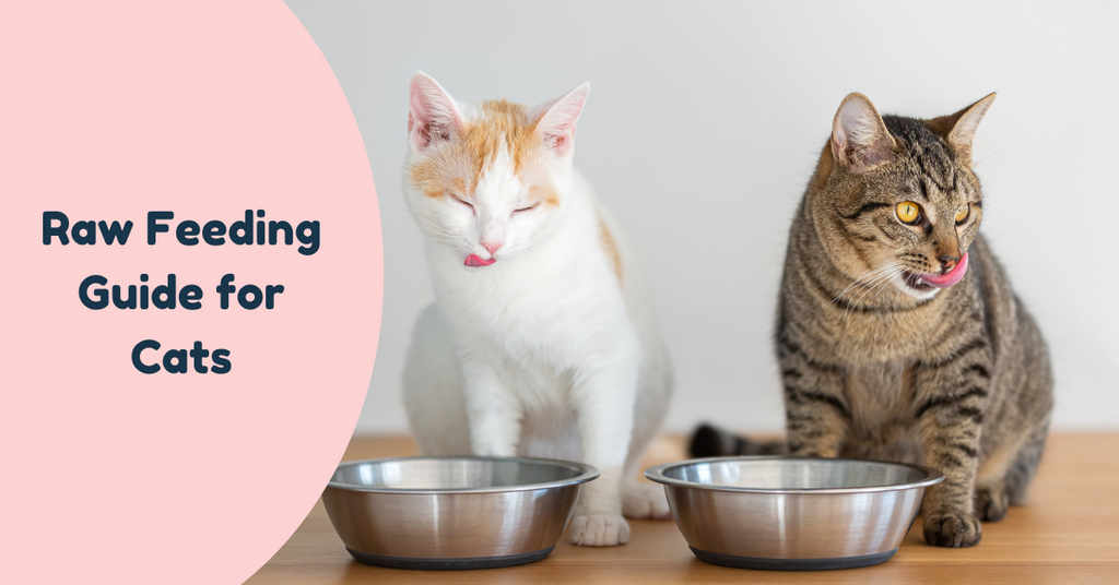 Raw Feeding Guide for Cats – Pet Connect NZ