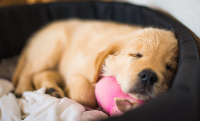 puppy sleeping with toy cute 