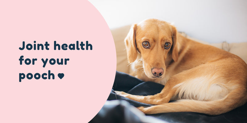 Joint health for your pooch
