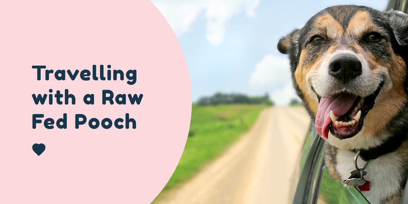 The Ultimate Guide to Travelling with a Raw Fed Dog