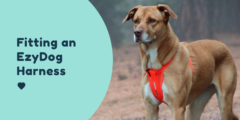 Fitting an EzyDog Harness