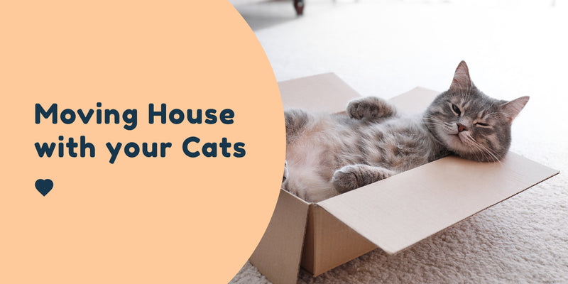 moving house with your cats pet connect blog