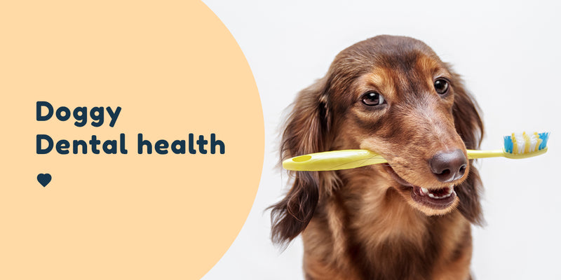 dog dental health teeth toothpaste toothbrush Pet Connect