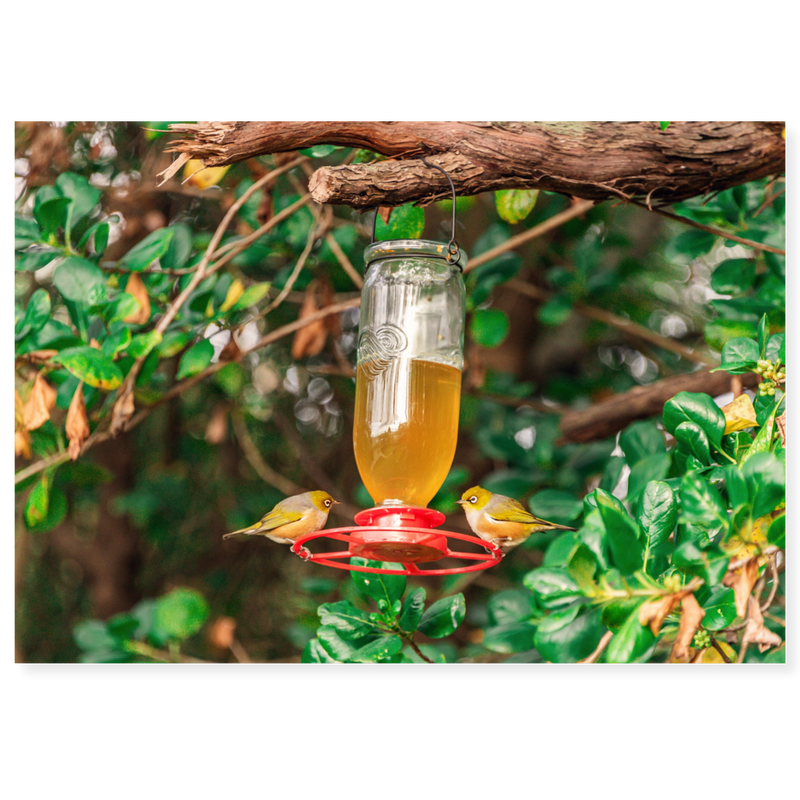 Topflite Nutra Feeder 29cm