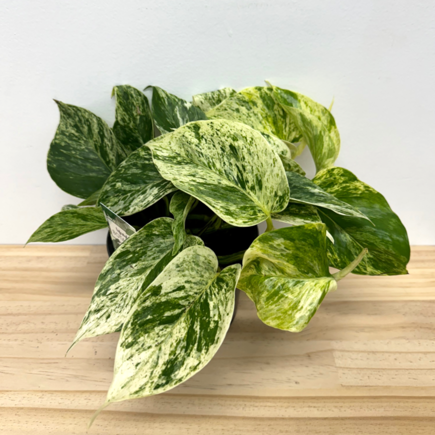 Marble Queen Pothos Epipremnum House Plant - *Waiheke Only*