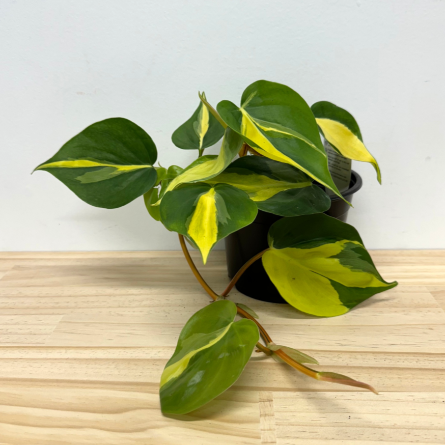 Philodendron Brasil House Plant – 17cm Pot