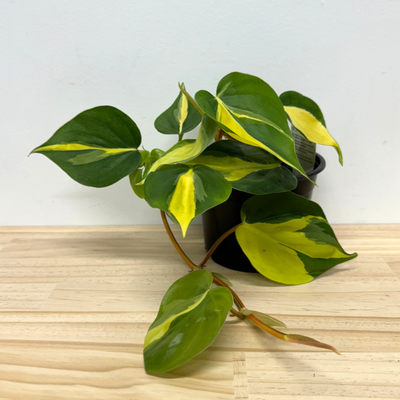Philodendron Brasil House Plant – 17cm Pot