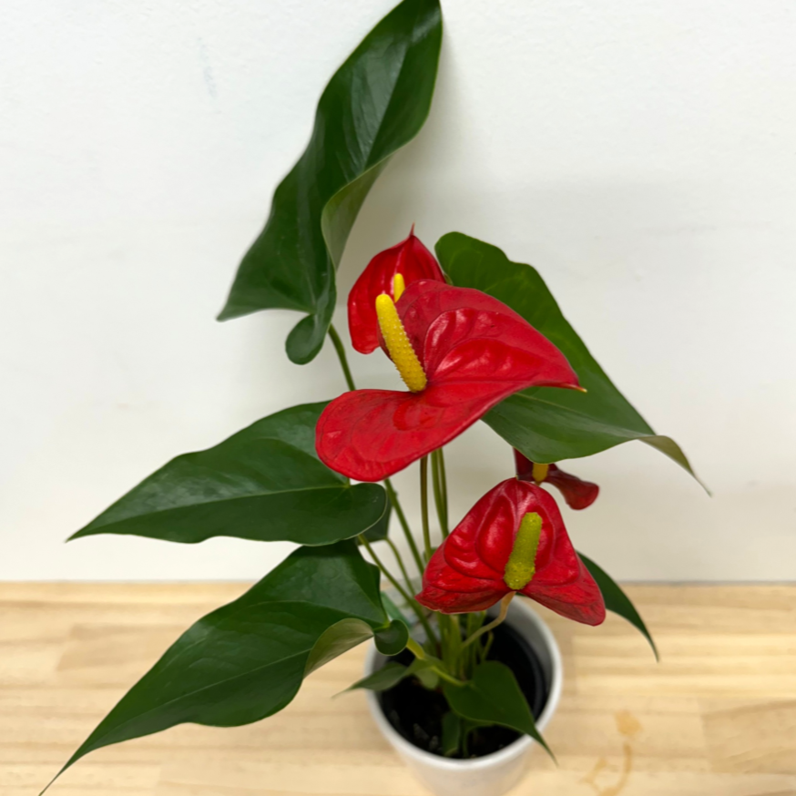 Anthurium Assorted Red House Plant - 12cm Pot *Waiheke Only*