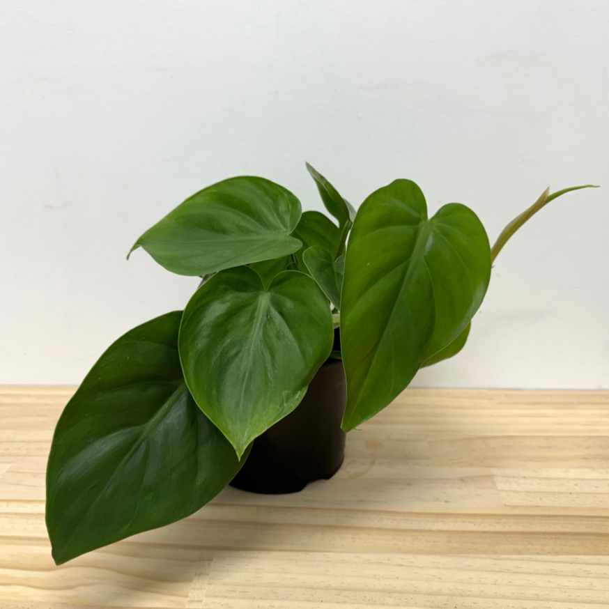 Philodendron Heartleaf House Plant –
