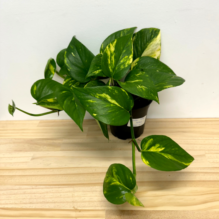 Golden Pothos Epipremnum House Plant -  *Waiheke Only*