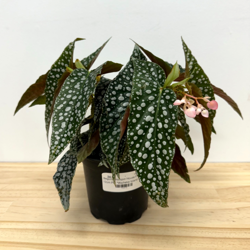Begonia Hotspot House Plant - 12cm Pot *Waiheke Island Only*