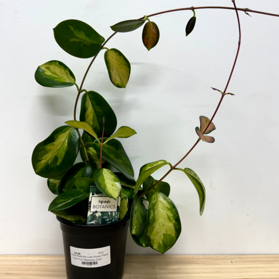 Hoya Australis Lisa House Plant - 12cm Pot *Waiheke Only*