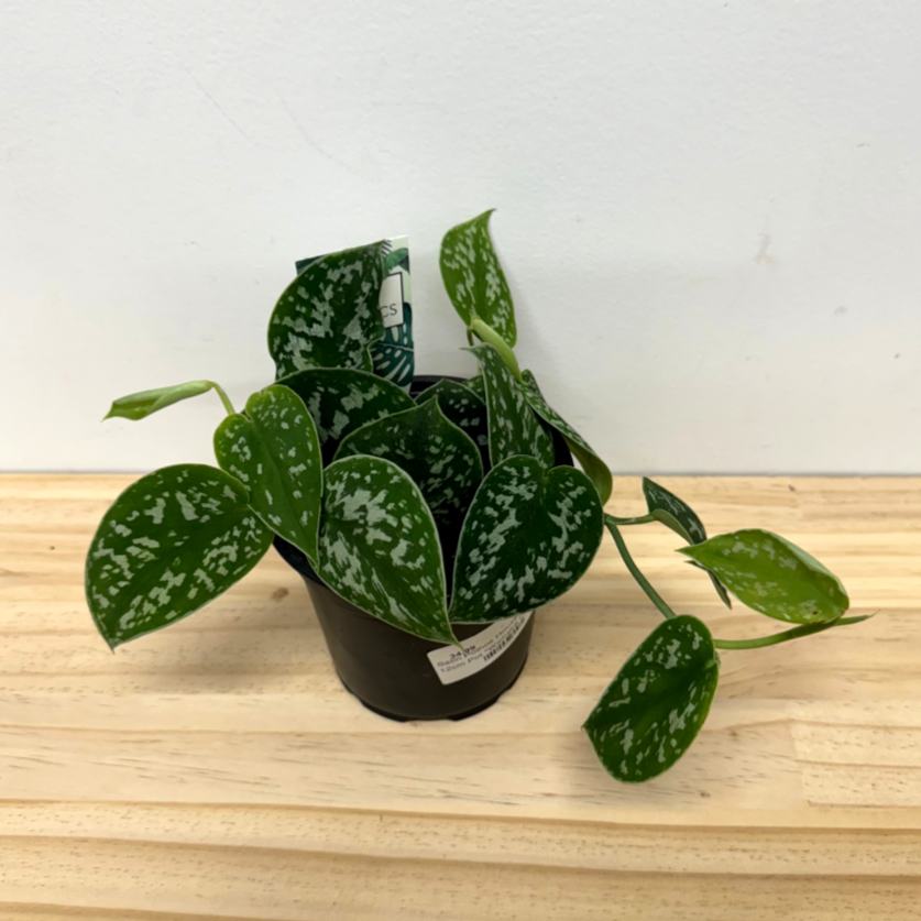 Satin Pothos House Plant - 12cm Pot *Waiheke Only*
