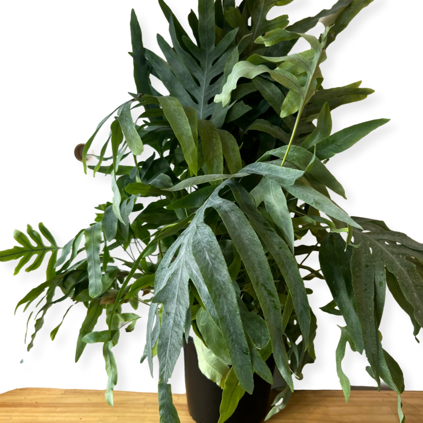 blue star fern nz Bluestar Fern House Plant *Waiheke Only* – Pet Connect NZ