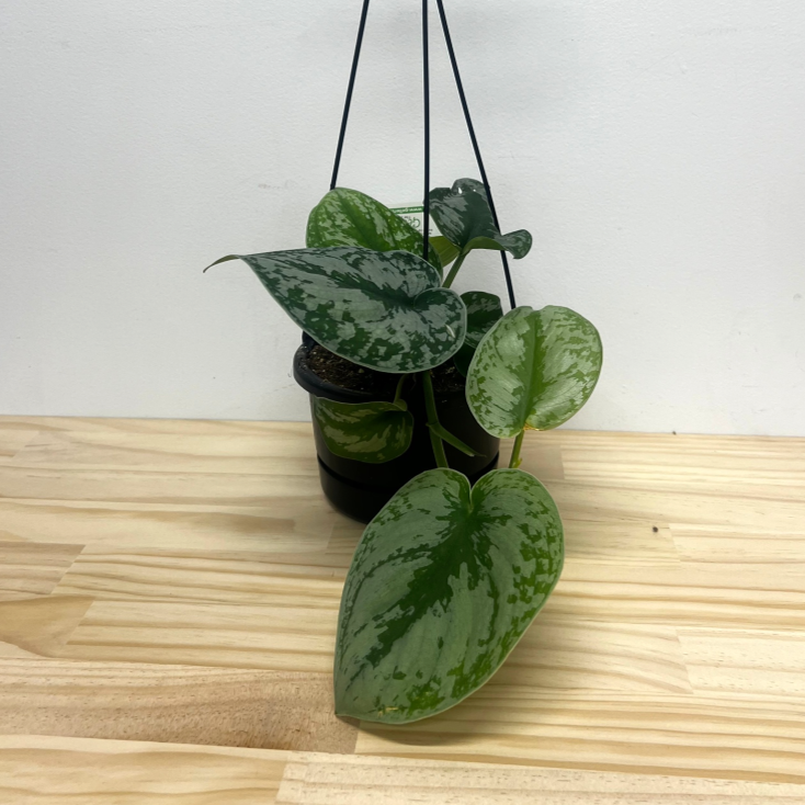 Epipremnum Trebie House Plant - 12cm Pot *Waiheke Only*
