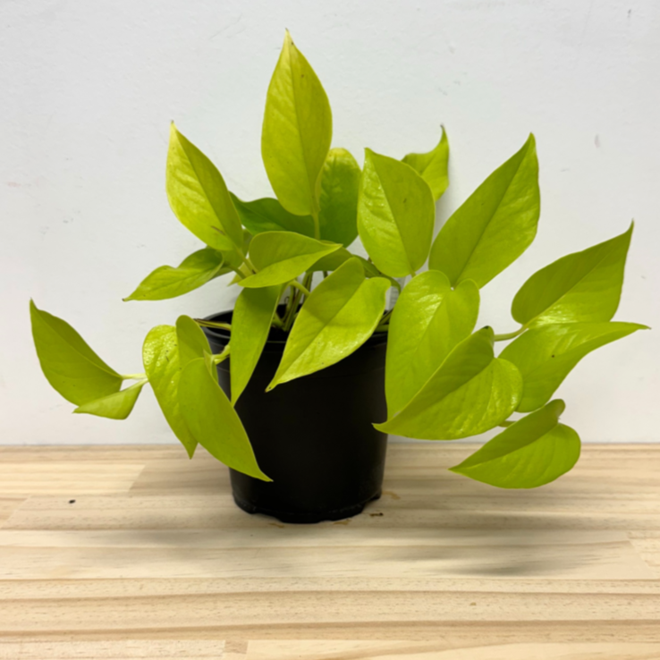 Neon Pothos Epipremnum House Plant - 12cm Pot *Waiheke Only*