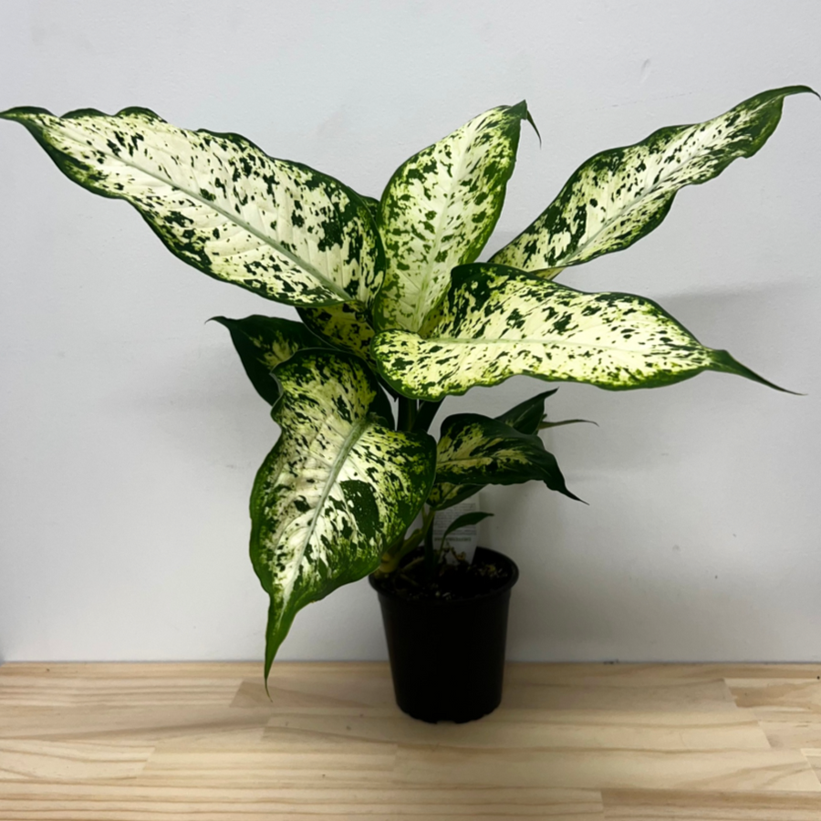 dieffenbachia nz Dieffenbachia Compacta House Plant – 12cm Pot *Waiheke Only* – Pet Connect NZ