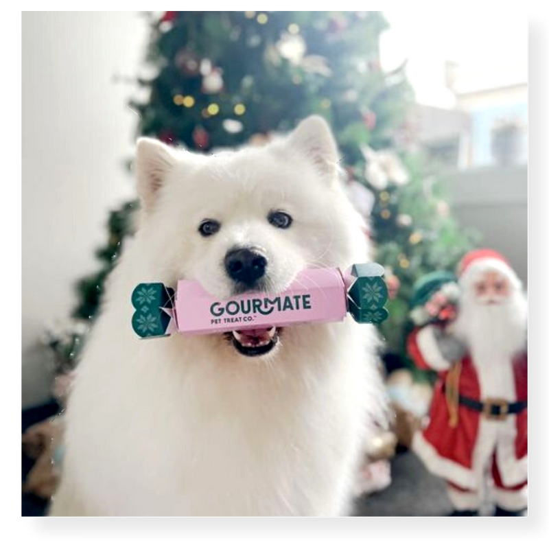 Gourmate Dog Treat Christmas Cracker