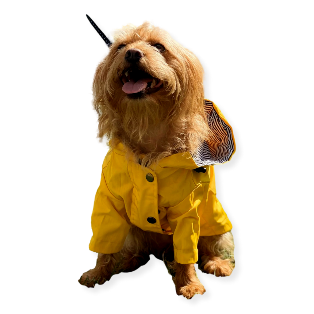 Paddington Pup Yellow Dog Rain Coat