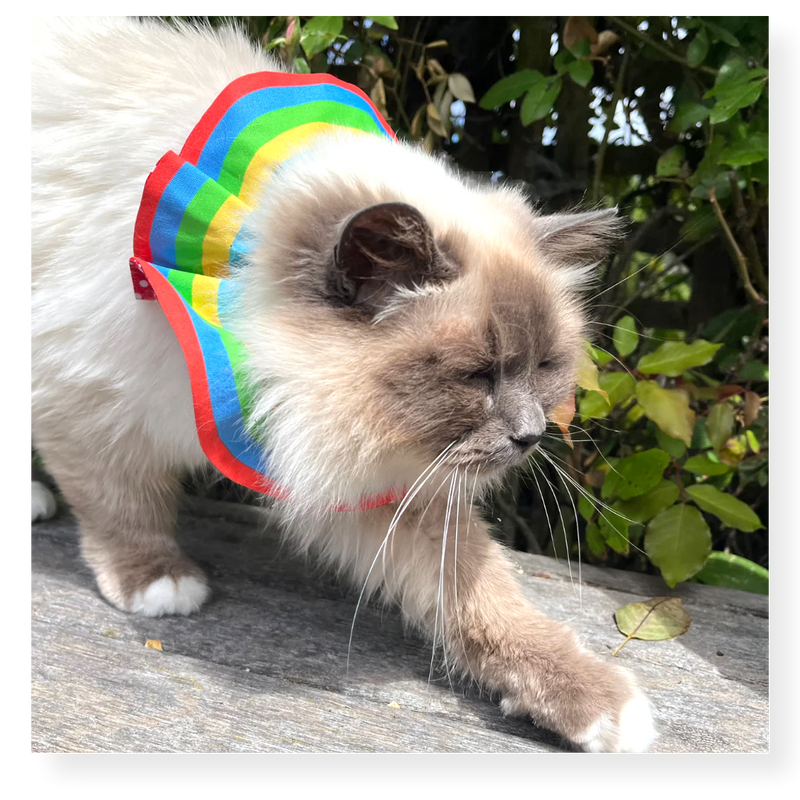 Little Lions Bird Protector Cat Ruffle