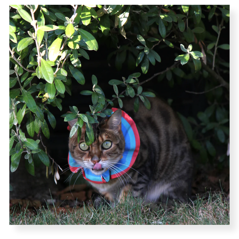 Little Lions Bird Protector Cat Ruffle