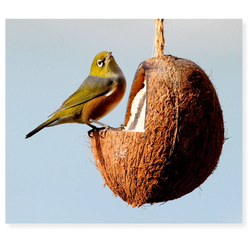 Topflite Wild Bird Coconut Feeder