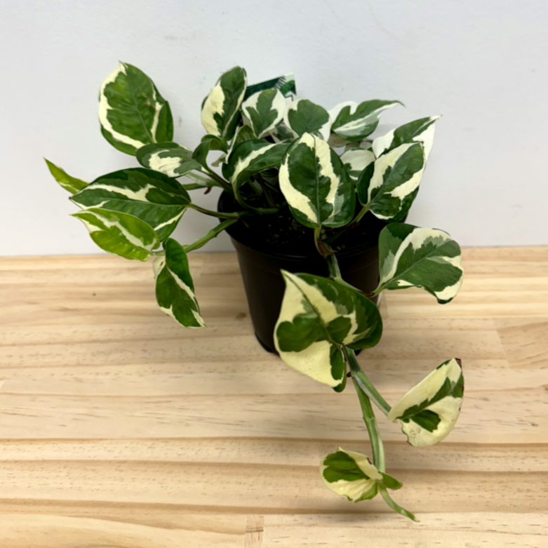pothos n joy nz Epipremnum N'Joy House Plant – 12cm Pot *Waiheke Only* – Pet Connect NZ