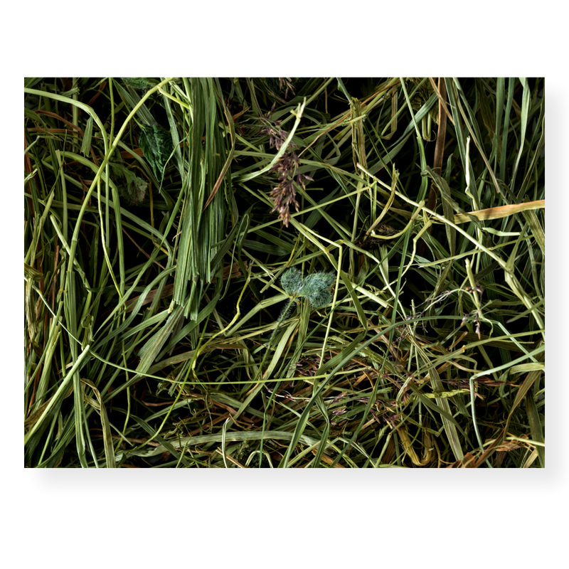 Topflite Meadow Hay