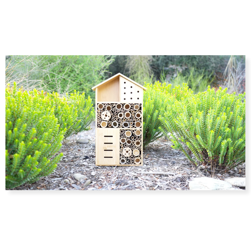 Topflite Bug, Bee, & Butterfly House 3