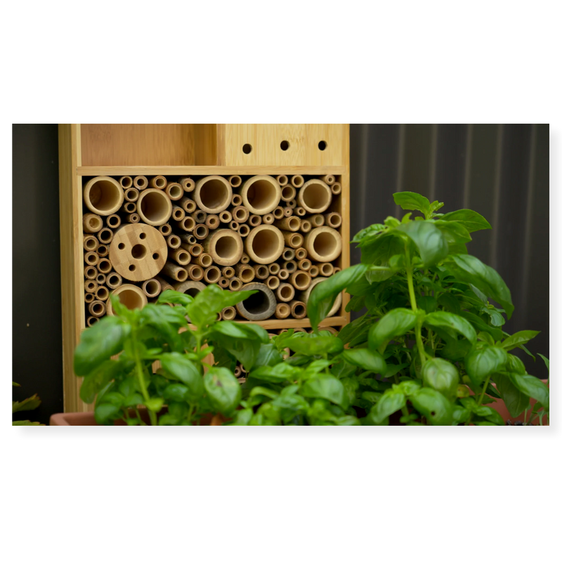 Topflite Bug, Bee, & Butterfly House 4